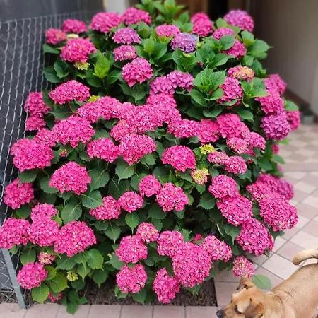 A Casa Di Rosa 招待所 *